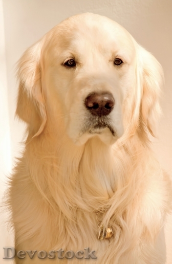 Devostock Very cute dog with beautiful fur  (78)