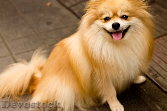 Devostock Very cute dog with beautiful fur  (81)