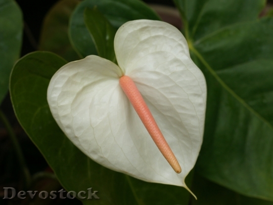 Devostock whiteflamingoflower-dsc00102-wp
