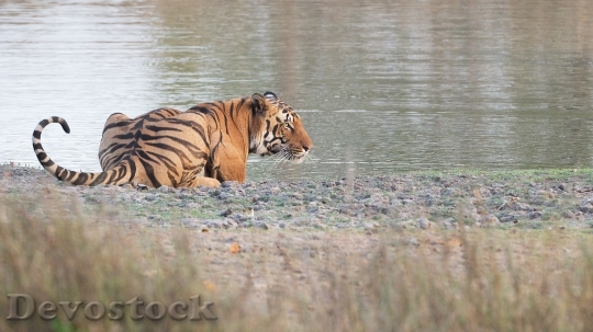 Devostock Wild tiger beside river