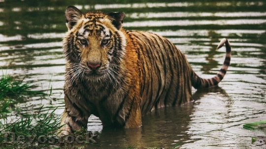 Devostock Wild tiger in water