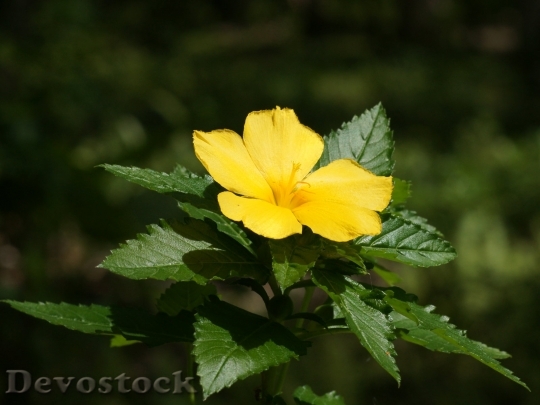 Devostock yellowflower-dsc00033-wp