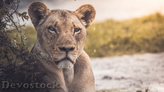 Devostock Young lions  (2)