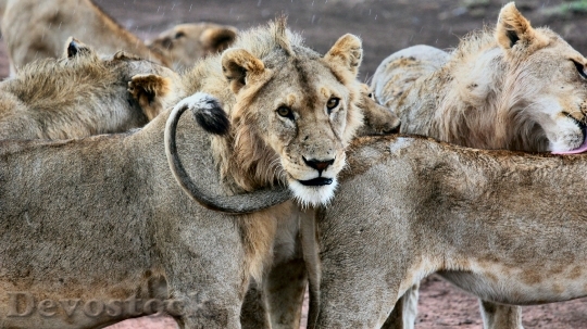 Devostock Young lions  (4)