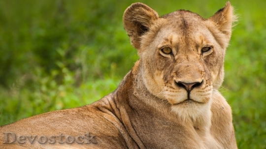 Devostock Young lions  (7)