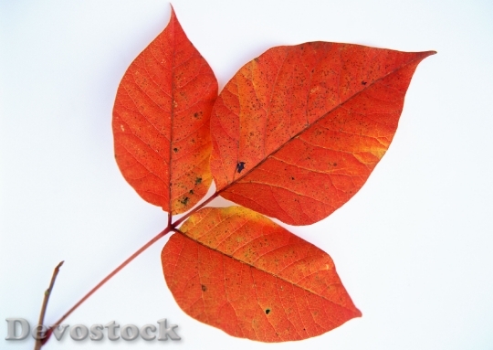 Devostock A Bunch Fall Leaves 0