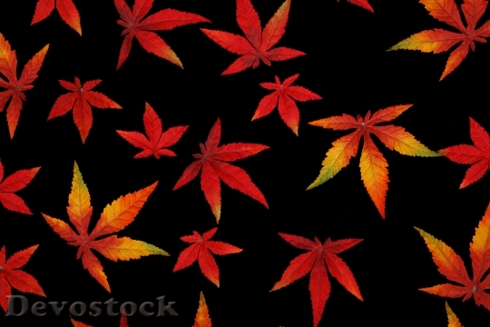Devostock Abstract Autumn Background Bright 0