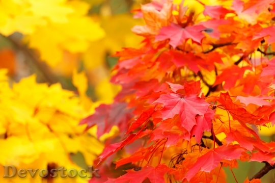 Devostock Abstract Autumn Background Bright