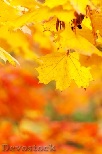 Devostock Abstract Autumn Bright Color