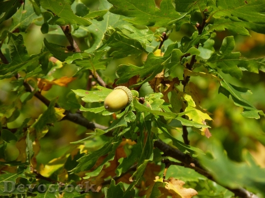 Devostock Acorn Leaves Tree Fruit