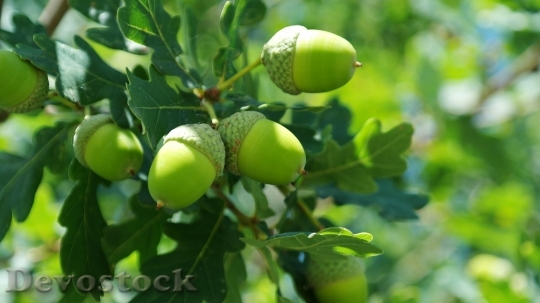 Devostock Acorns Fruit Quercus Buchengew
