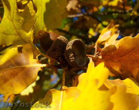 Devostock Acorns Yellowed Oak Leaves