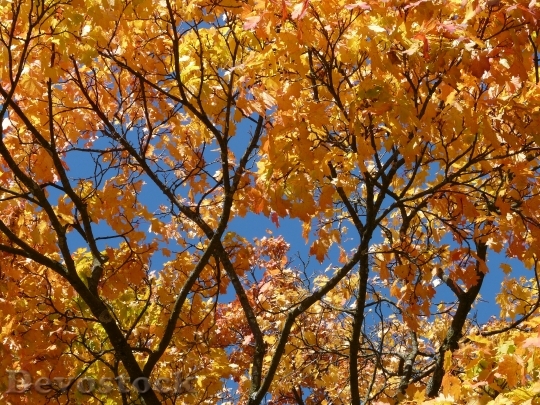 Devostock Aesthetic Autumn Coloring Branches