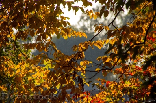 Devostock Aesthetic Autumn Leaves Colorful 0