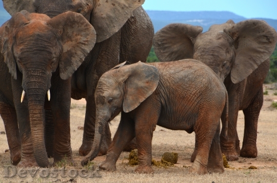 Devostock Africa Baby Elephant 1680402