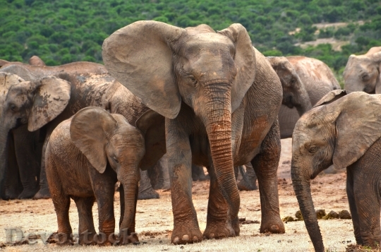 Devostock Africa Elephant Family Elephant