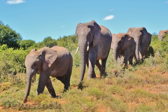Devostock African Bush Elephant Flock