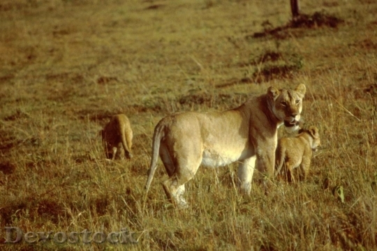 Devostock African Lion Female With