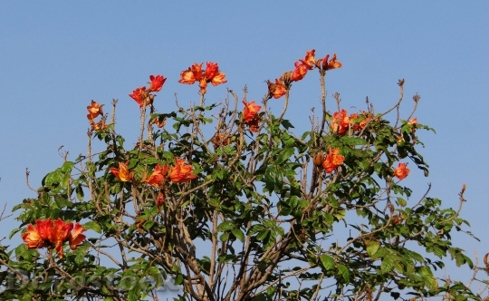 Devostock African Tulip Flower Tree
