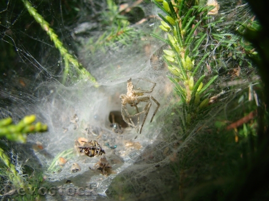 Devostock Agelenidae Spider 1165652