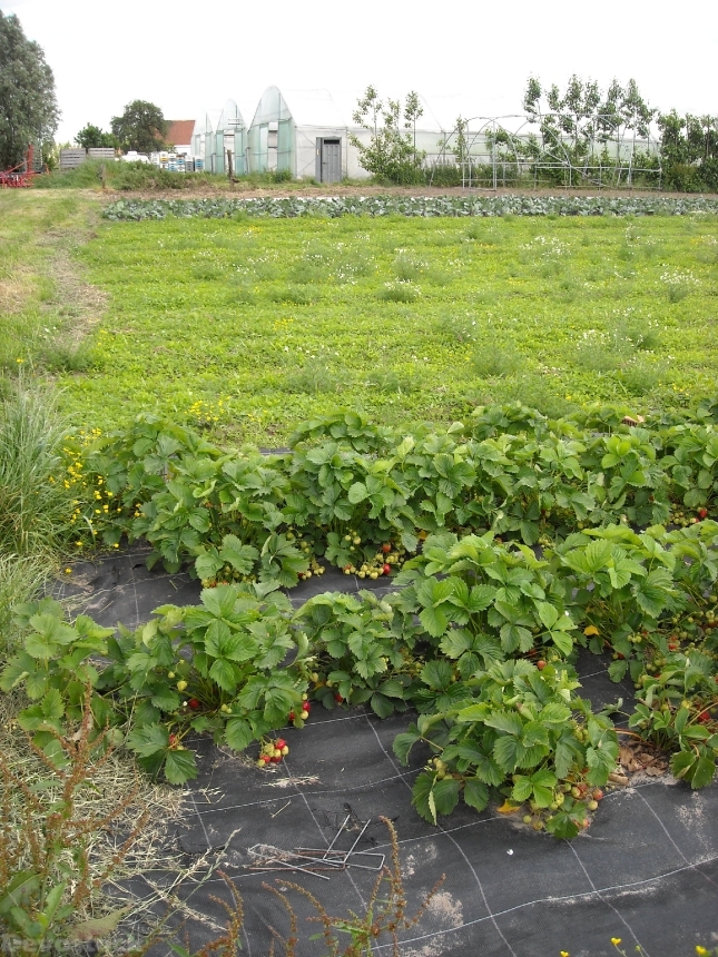 Devostock Agriculture Vegetable Garden Growing