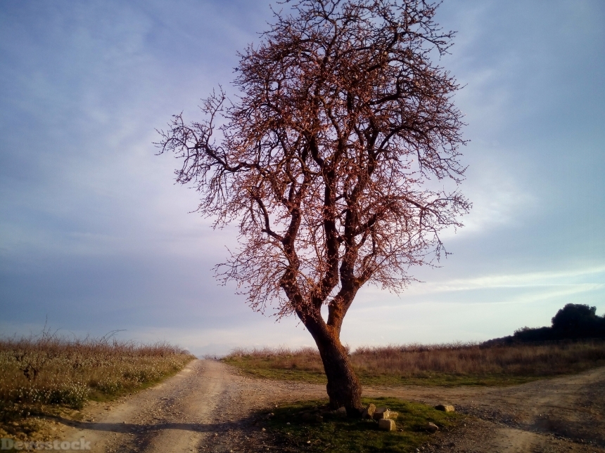 Devostock Almond Tree Tree Field