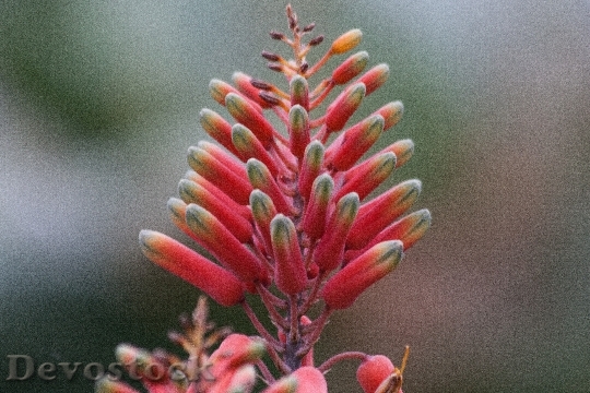 Devostock Aloe Megalacantha Flowering Plant