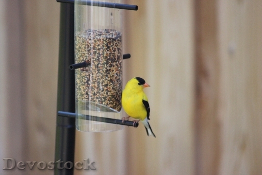 Devostock American Goldfinch Spinus Tristis