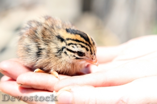 Devostock Animal Attractive Baby Beak 0