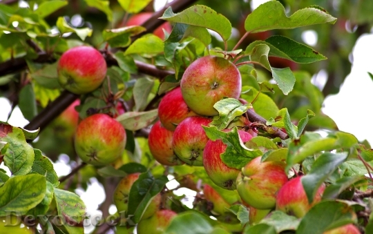 Devostock Apple Apple Tree Harvest