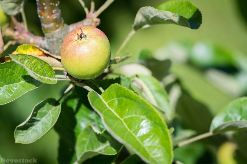 Devostock Apple Apple Tree Mature 0