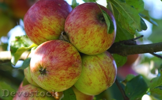 Devostock Apple Apple Tree Tree 7