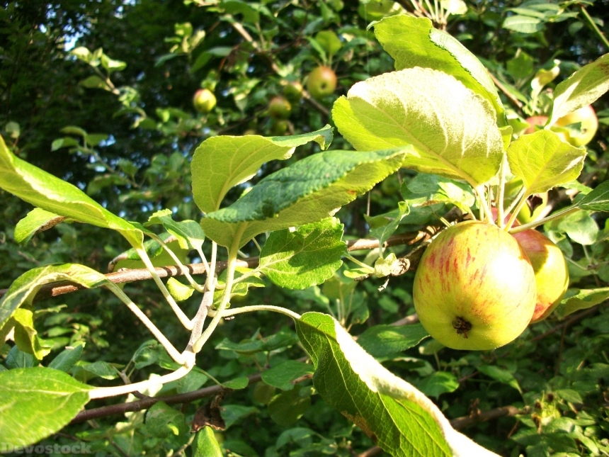 Devostock Apple Apples Apple Tree