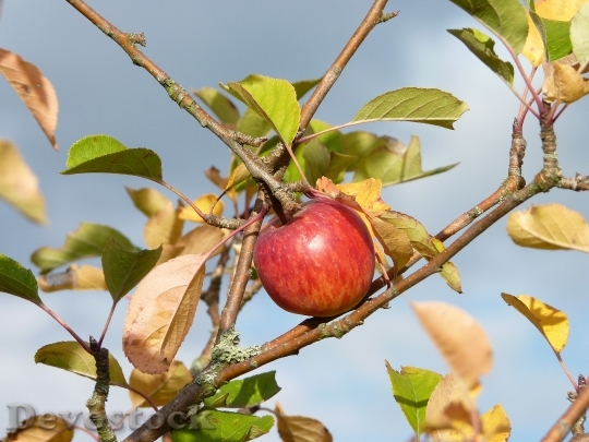 Devostock Apple Autumn Harvest Fruit