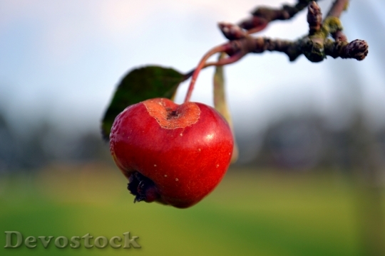 Devostock Apple Autumn Red Ripe