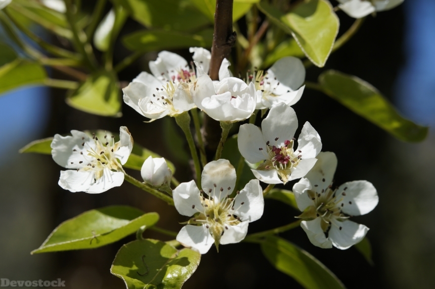 Devostock Apple Blossom Bloom Tree 1