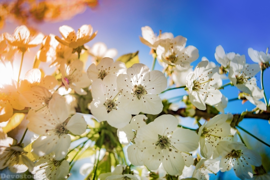 Devostock Apple Blossom Colorful White