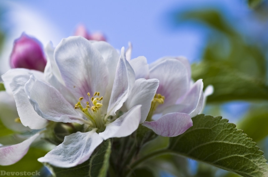 Devostock Apple Blossom Spring White 1