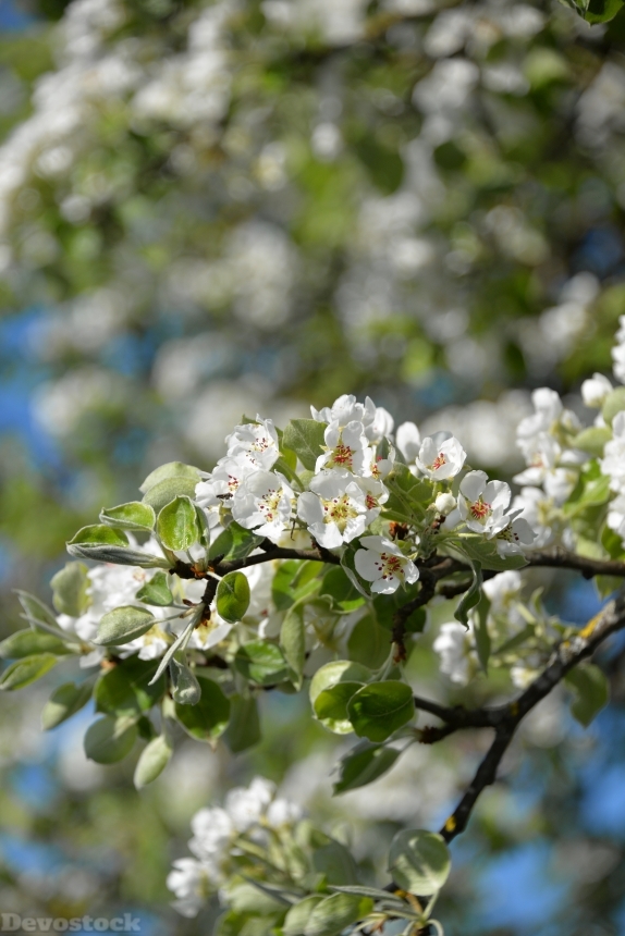 Devostock Apple Blossom Tree Apple
