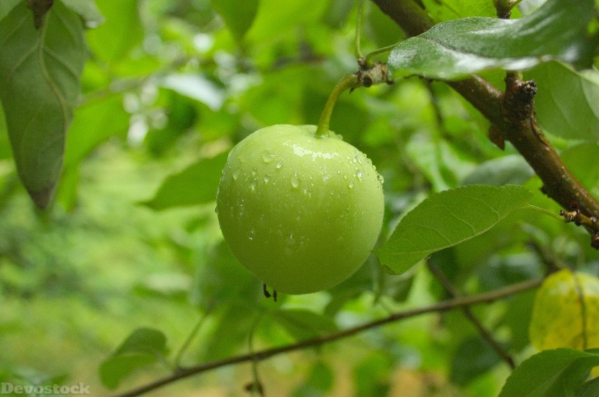 Devostock Apple Foliage Apple Tree
