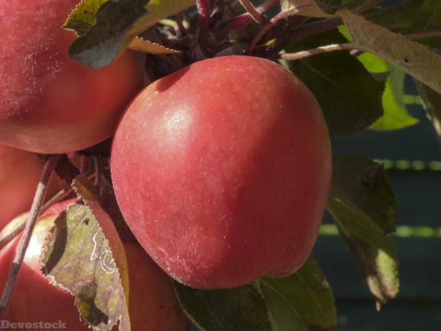 Devostock Apple Red Harvest Red