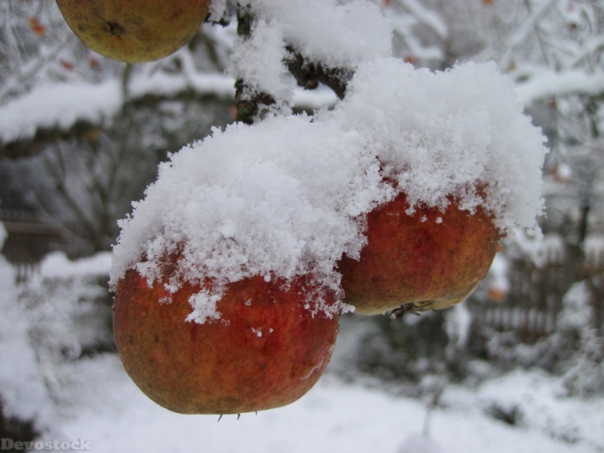 Devostock Apple Tree Snow Red