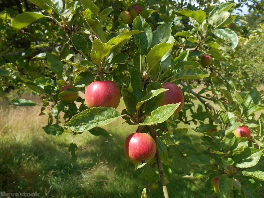 Devostock Apple Tree Tree Orchard