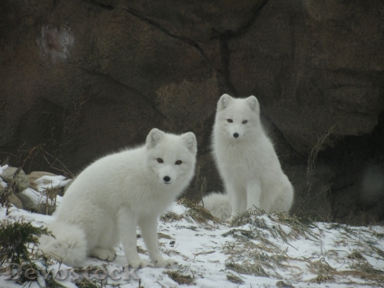 Devostock Arctic White Fox Winter