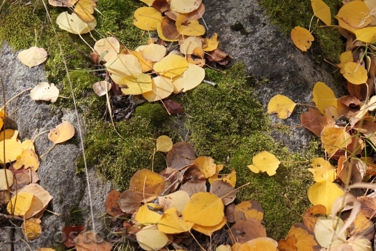 Devostock Aspen Leaves Autumn Fall