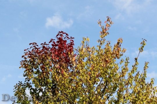 Devostock Autumn Autumn Beginning Tree