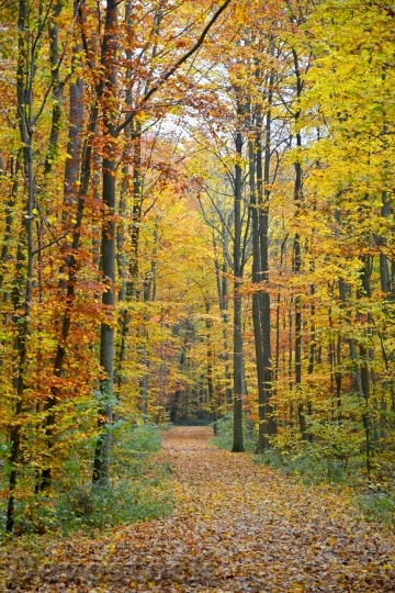 Devostock Autumn Autumn Forest Forest 2