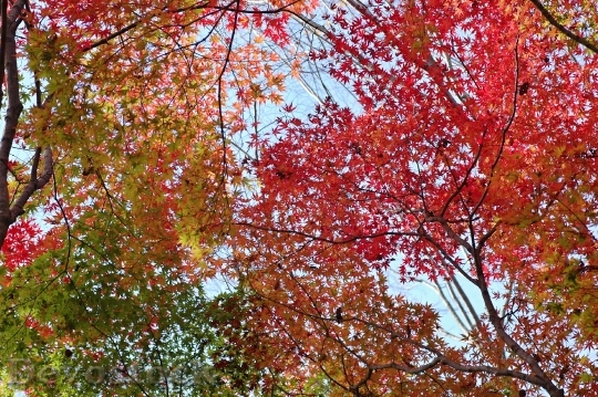 Devostock Autumn Autumnal Leaves Colorful