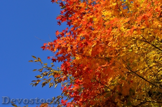 Devostock Autumn Autumnal Leaves Maple