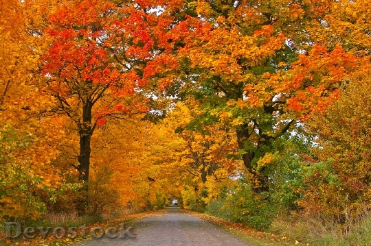 Devostock Autumn Avenue Trees Away 0